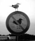 antisistema